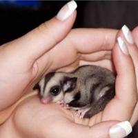 Baby petauri dello zucchero