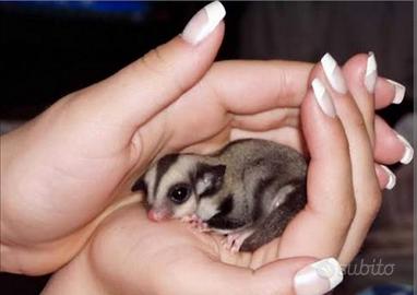 Baby petauri dello zucchero