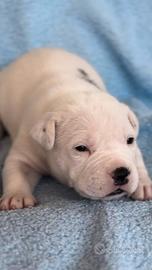 Amstaff cucciolo gli occhi BLU con Pedigree ENCI