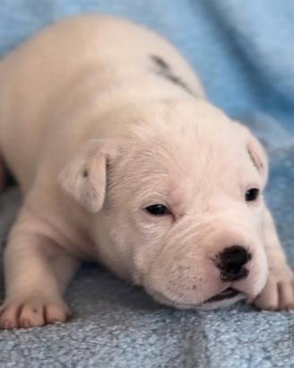 Amstaff cucciolo gli occhi BLU con Pedigree ENCI