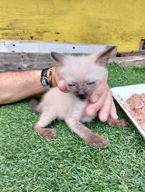 Gattini di tre mesi
