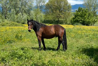 Cavallo del Catria