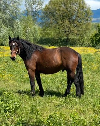 Cavallo del Catria