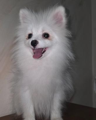 Spitz pomerania