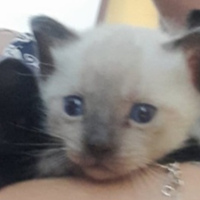 Gattini nati il 14 Maggio