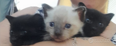 Gattini nati il 14 Maggio