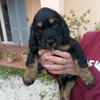 Cuccioli maschi Breton - Cocker