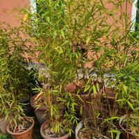 piante bambù in vaso