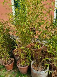 piante bambù in vaso