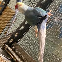 Parrocchetti dal collare