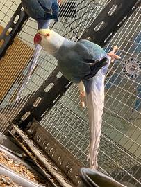 Parrocchetti dal collare