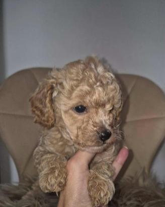 Piccoli di maltipoo