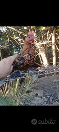 Galline sabelpoot