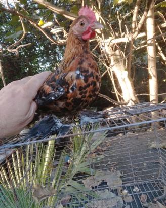 Galline sabelpoot