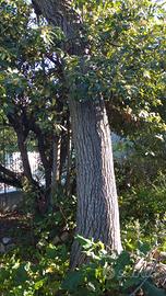 N° 2 alberi di noce