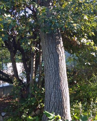 N° 2 alberi di noce