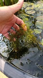 ceratophyllum demersum