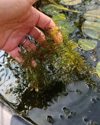ceratophyllum demersum