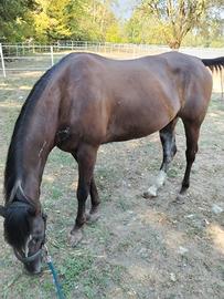 Cavalla Appaloosa