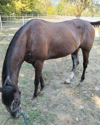Cavalla Appaloosa
