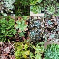 Talee piante grasse e succulente