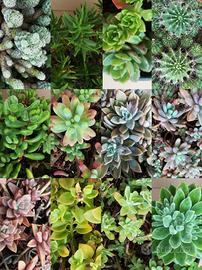 Talee piante grasse e succulente