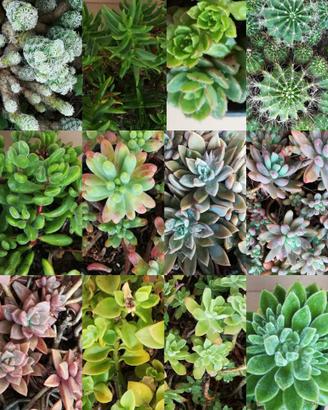 Talee piante grasse e succulente