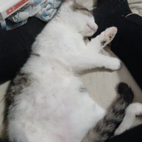 Gattino bianco e nero 4 mesi