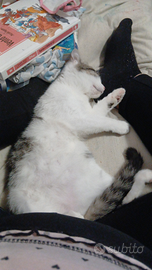 Gattino bianco e nero 4 mesi