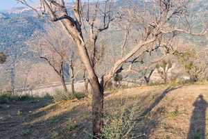 Terreno tutto Uliveto di 1800 metri a San Giorgio