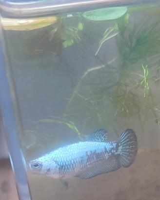 Betta dragon/samurai plakat/HMPK ultime rimanenze