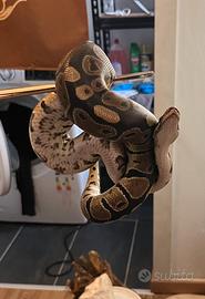 Pitone Reale Ancestrale - 2.5 anni