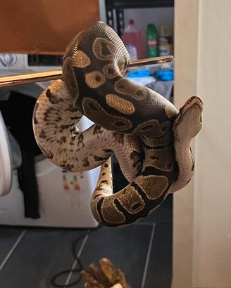 Pitone Reale Ancestrale - 2.5 anni