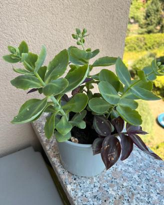Piante miste