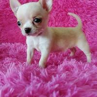 LUANA - CHIHUAHUA TOY CUCCIOLA rate da 12 mesi