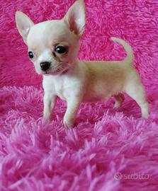 LUANA chihuahua toy