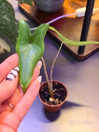 Alocasia zebrina baby
