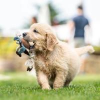 Cucciolo Golden Retriever Disponibile