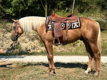 Quarter Horse maschio 2023