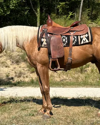 Quarter Horse maschio 2023