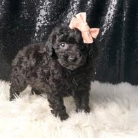 Cucciolina femmina di Barboncino nero