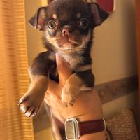 Cuccioli di Chichuahua con pedigree