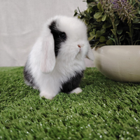 Minilop black split occhi blu