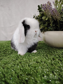 Minilop black split occhi blu