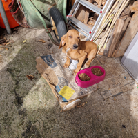 Regslo cucciolo di Segugio a pelo raso per caccia