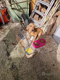 Regslo cucciolo di Segugio a pelo raso per caccia