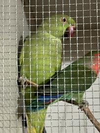 Parrocchetto dal collare