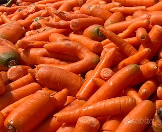 Cavalli carote