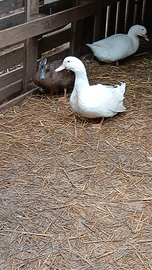 Anatra pechina bianca maschio