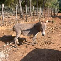 Asini di razza sarda